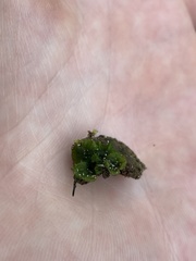 Pallavicinia lyellii