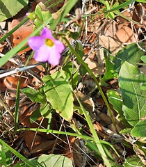 Oxalis drummondii