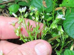 Claytonia sibirica