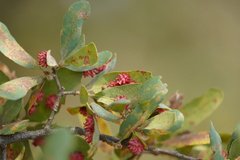 Cynips quercusechinus