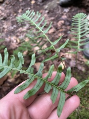 Polypodium appalachianum