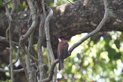 Hemixos castanonotus