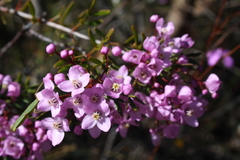 Boronia
