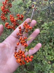 Pyracantha coccinea