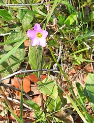 Oxalis drummondii