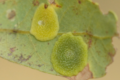 Andricus pattersonae