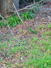 Alisterus scapularis scapularis