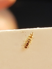 Graphopsocus