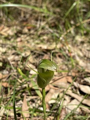 Pterostylis baptistii