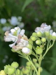 Ripariosida hermaphrodita