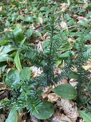 Taxus canadensis