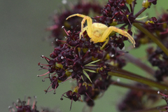 Misumena vatia