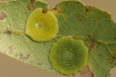 Andricus pattersonae