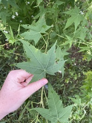 Ripariosida hermaphrodita