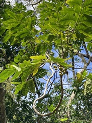 Dysoxylum