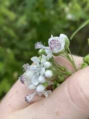 Ripariosida hermaphrodita