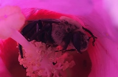 Ptilothrix bombiformis