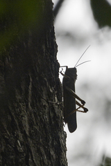 Tropidacris cristata