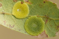 Andricus pattersonae