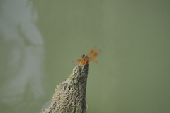 Brachythemis contaminata