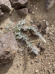 Artemisia ludoviciana
