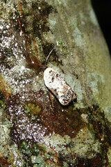 Acleris nivisellana