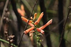 Lamourouxia rhinanthifolia