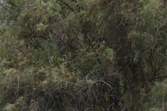Tamarix ramosissima