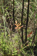 Lamourouxia rhinanthifolia