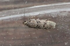 Chionodes mediofuscella