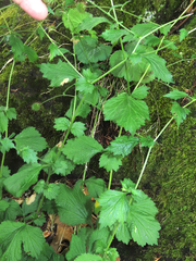 Geum macrophyllum