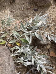 Artemisia ludoviciana