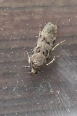 Chionodes mediofuscella