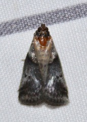 Acrobasis caryae