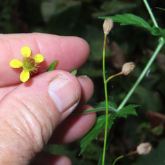 Geum macrophyllum