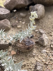 Artemisia ludoviciana