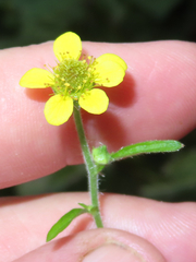 Geum macrophyllum