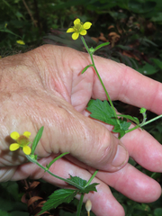 Geum macrophyllum