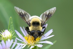 Eristalis flavipes