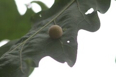 Philonix fulvicollis