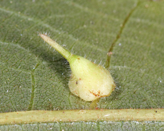 Caryomyia inclinata