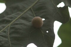 Philonix fulvicollis