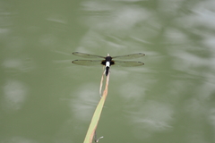 Pseudothemis zonata