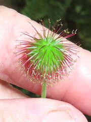 Geum macrophyllum