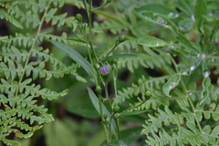 Symphyotrichum ciliolatum