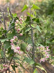 Funastrum