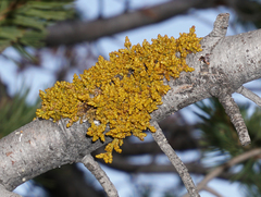 Arceuthobium cyanocarpum