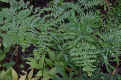 Symphyotrichum ciliolatum