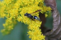 Ancistrocerus adiabatus