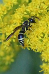 Ancistrocerus adiabatus